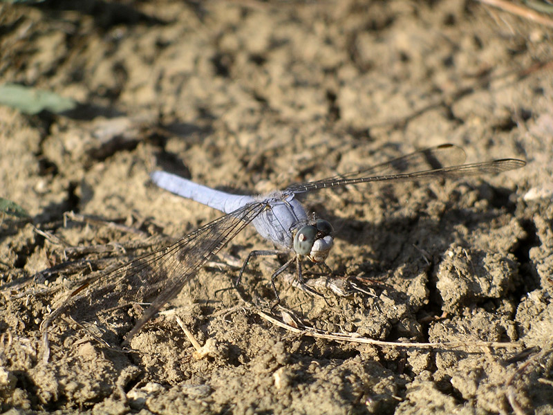 Orthetrum brunneum